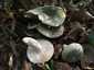 Varashátú galambgomba (Russula virescens), Pilis. Húsa kemény, pattanva törő, lemezei törékenyek, nem csípnek
